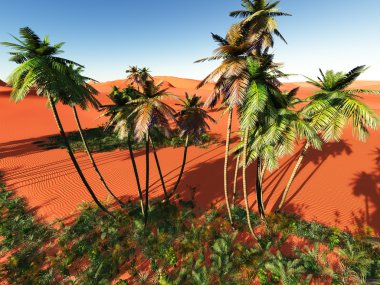 Afrika oasis