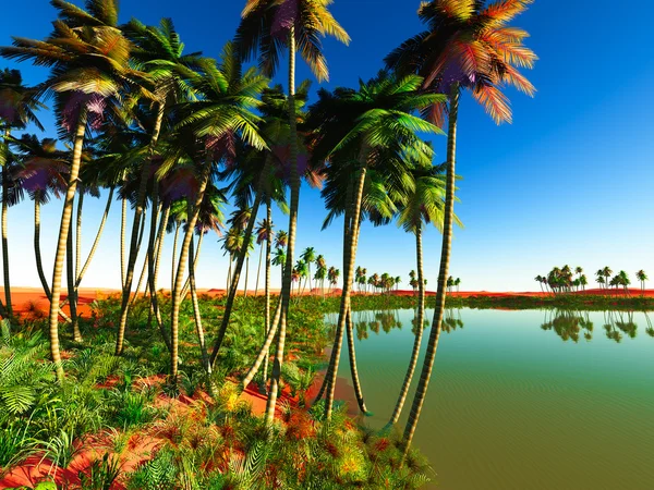 African oasis — Stock Photo, Image