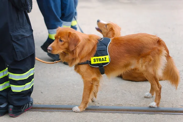 Lindo perro en brigada de bomberos — Foto de Stock