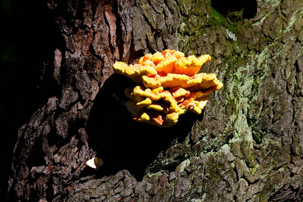 Bracket fungus