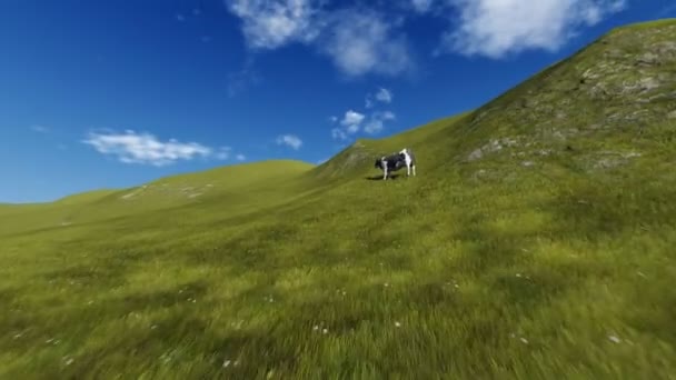 Kráva na kopci — Stock video