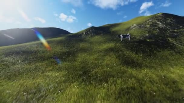 Vache sur la colline — Video