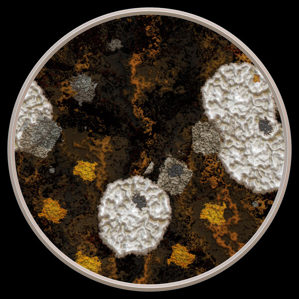 Illustration of fungus