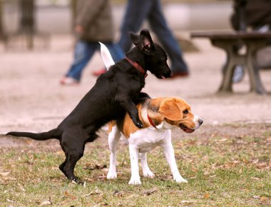 İki köpek.