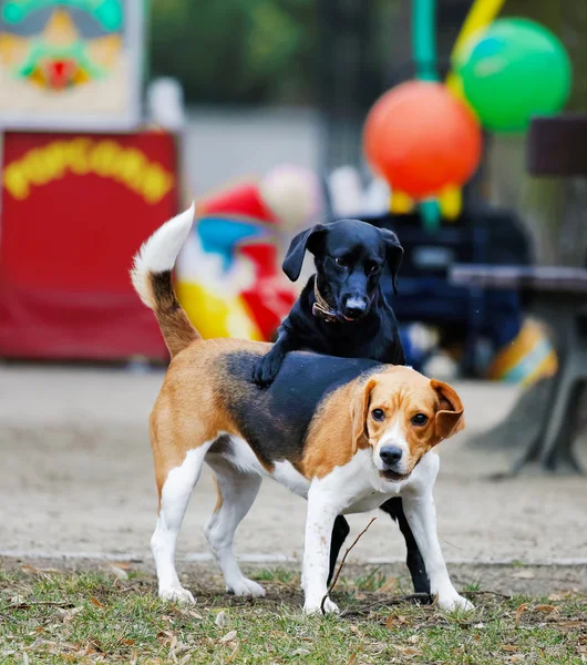 Zwei Hunde — Stockfoto