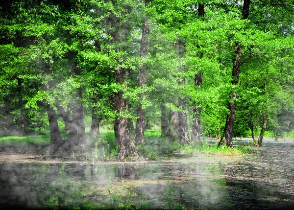 Swamp lake — Stock Photo, Image