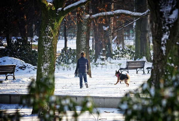 Wintertijd in park — Stockfoto