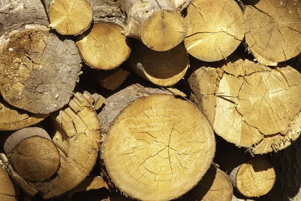 Stacked logs in forest — Stock Photo, Image