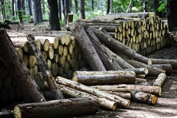 Stacked logs in forest — Stock Photo, Image
