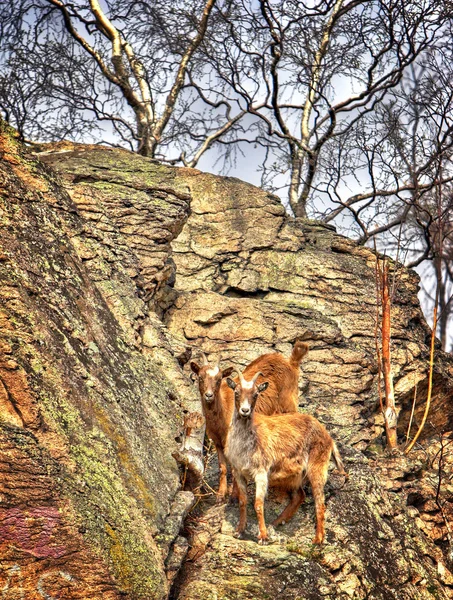 Duas cabras giras — Fotografia de Stock