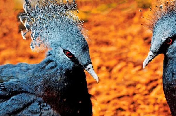 Victoria Crowned Pigeon — Stock Photo, Image