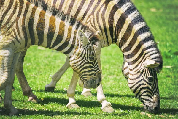 Випасу зебр — стокове фото