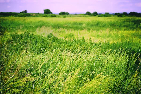 Gebied van gras — Stockfoto