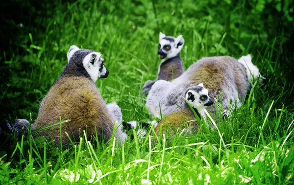 Lemur cata — Stock Photo, Image