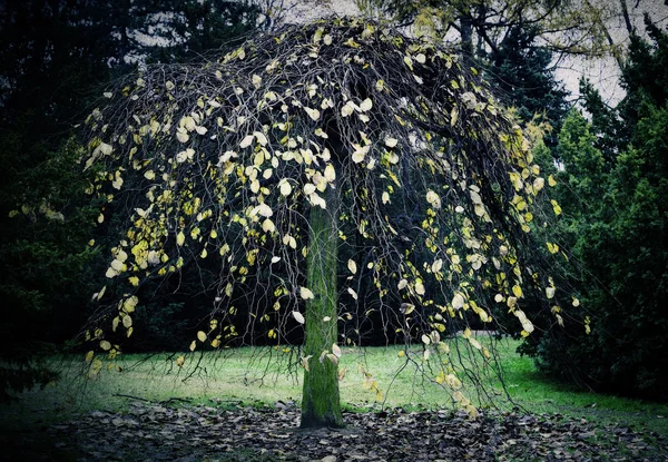 Canopy de árbol —  Fotos de Stock