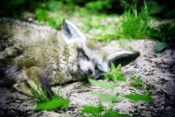 Resting wolf — Stock Photo, Image