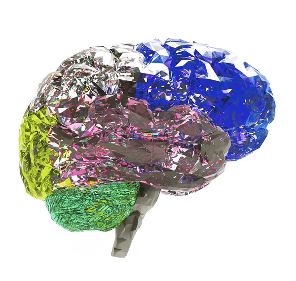 Modelo do cérebro humano i — Fotografia de Stock
