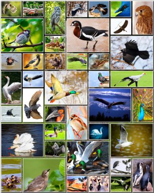 Collage of birds clipart