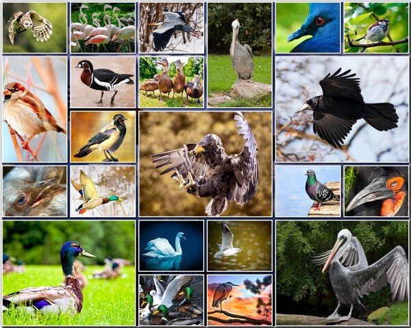 Collage of birds