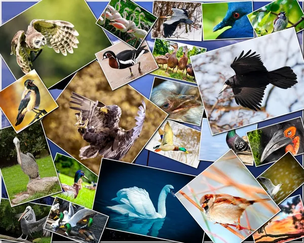 Collage of birds — Stock Photo, Image