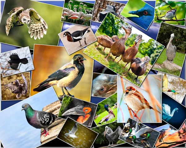 Colagem de aves — Fotografia de Stock