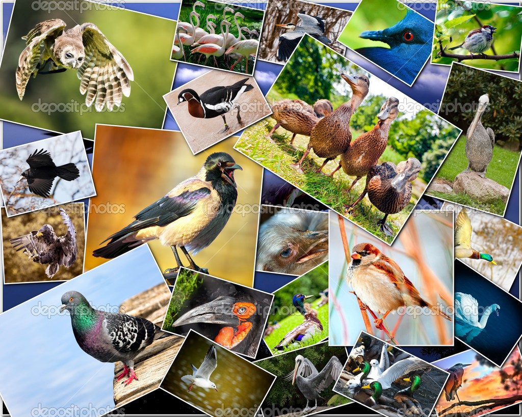 Decenas de aves cambiarán de nombre