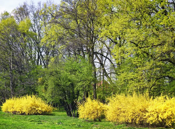 Tavaszi park — Stock Fotó