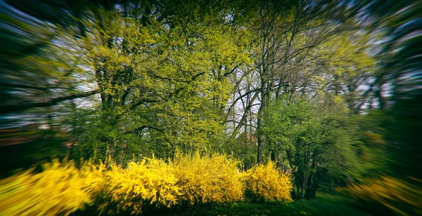 Spring park — Stockfoto