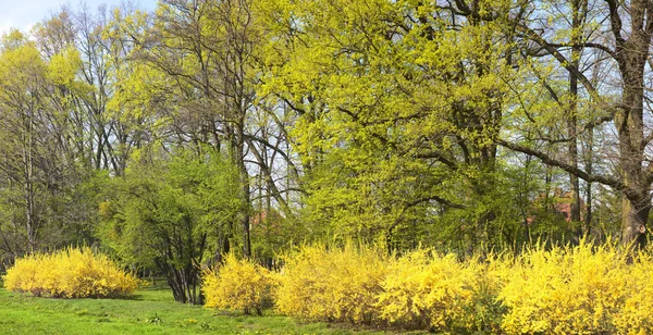 Parque de primavera — Foto de Stock