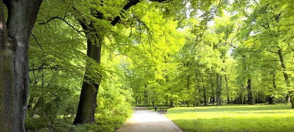 緑豊かな森林 — ストック写真