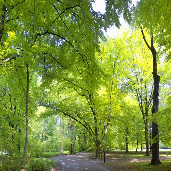 Foresta lussureggiante — Foto Stock