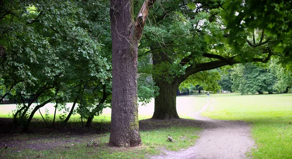 Foresta lussureggiante — Foto Stock