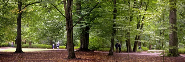 Yemyeşil orman — Stok fotoğraf