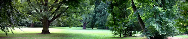 緑豊かな森林 — ストック写真