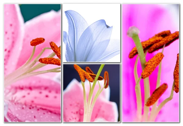 Collage fiori di giglio — Foto Stock