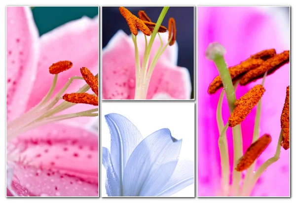 Lily colagem flores — Fotografia de Stock