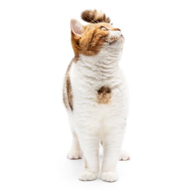 Güzel Kedi yürür ve beyaz arka planda izole edilmiş boş uzaya bakar. Mutlu ve sevimli kedi yukarı bakıyor