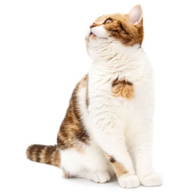 Güzel kedi bir beyazı soyutladı. Tatlı kedi, kırmızı ve beyaz bilye..