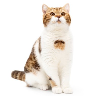 Güzel kedi bir beyazı soyutladı. Tatlı kedi, kırmızı ve beyaz bilye..