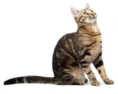 Beyaz arkaplanda tek başına oturan kedi tekir.