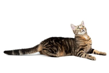 Beyaz arka planda izole edilmiş yalancı kedi tekir. Kedi gibi şakacı ve yaramaz avlar.