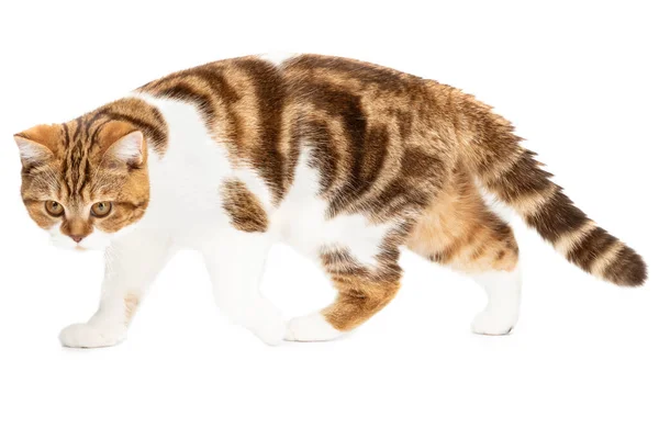 Caminhada de gato vista lateral isolada em branco. Cor de mármore vermelho bonito gato — Fotografia de Stock