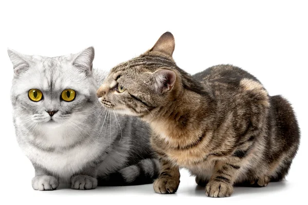 Beyaz bir arka planda iki kedi