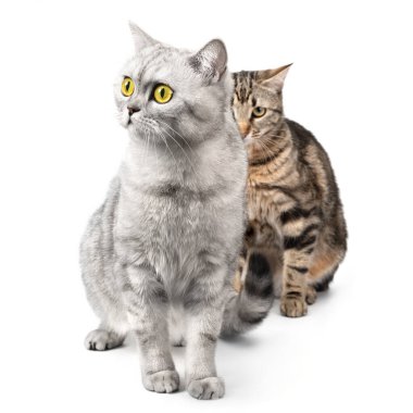 İzole edilmiş beyaz arka planda avlanan iki oyuncu kedi. İki kedi güzel ve sevimli poz verir..