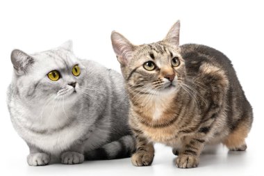 Beyaz bir arka planda iki kedi
