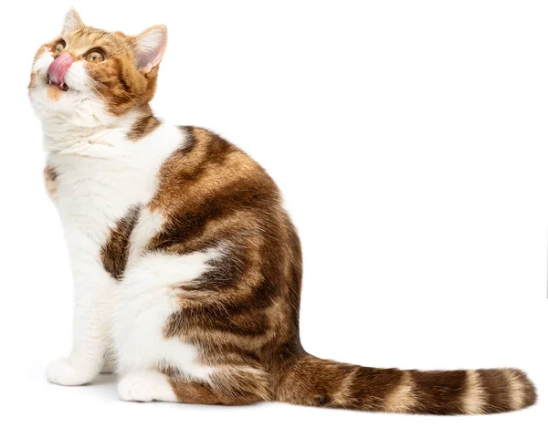 Głodny kot odizolowany na białym. Tabby koci język liżący usta — Zdjęcie stockowe