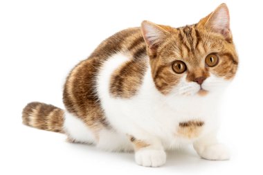 Kırmızı kedi beyazın üzerinde tek başına yatıyor. Tatlı kedi kameraya bakarak uzanıyor. İngiliz Shorthair yakın çekim