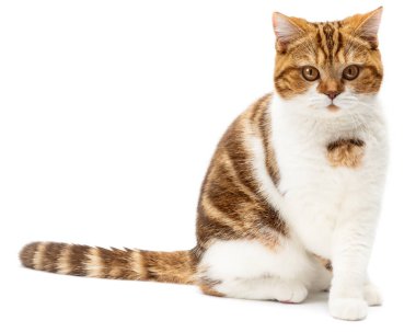 Beyaz arka planda yalnız oturan sevimli kedi. Kızıl Kedi kameraya bakıyor. Güzel, büyük gözleri olan İngiliz steyşın mermeri. Ön görünüm