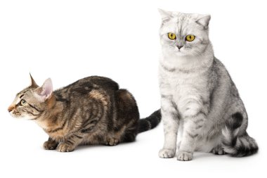 Beyaz bir arka planda iki kedi