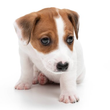 Beyaz arka planda tek başına oturan Jack Russell Terrier yavrusu.